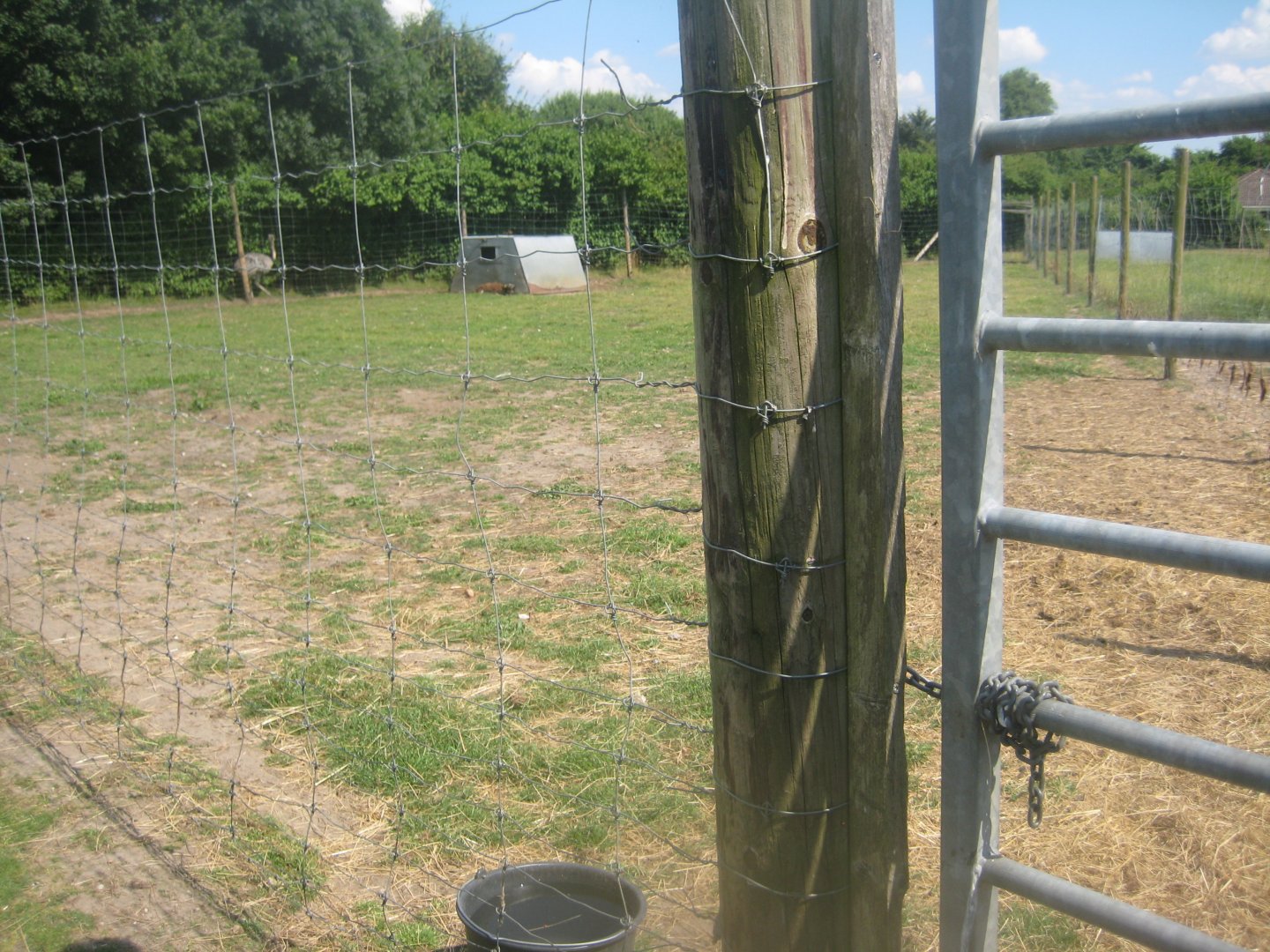 Enghave Dyre- og Naturpark - Mouflon exhibit