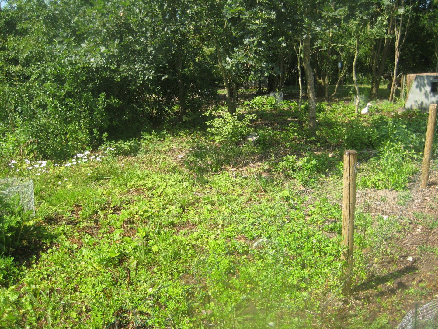 Enghave Dyre- og Naturpark - Muscovy duck exhibit