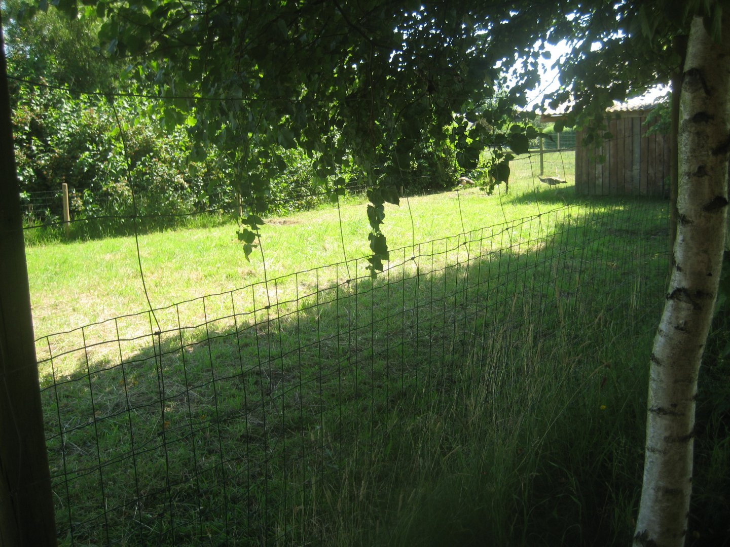Enghave Dyre- og Naturpark - Peafowl exhibit