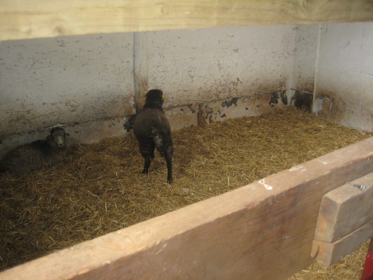 Enghave Dyre- og Naturpark - Petting stable - Goat/sheep exhibit