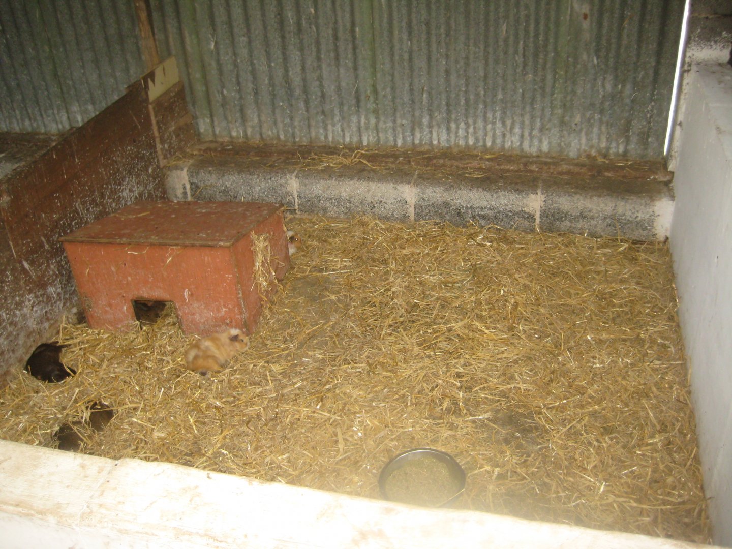Enghave Dyre- og Naturpark - Petting stable - Guinea pig exhibit #1