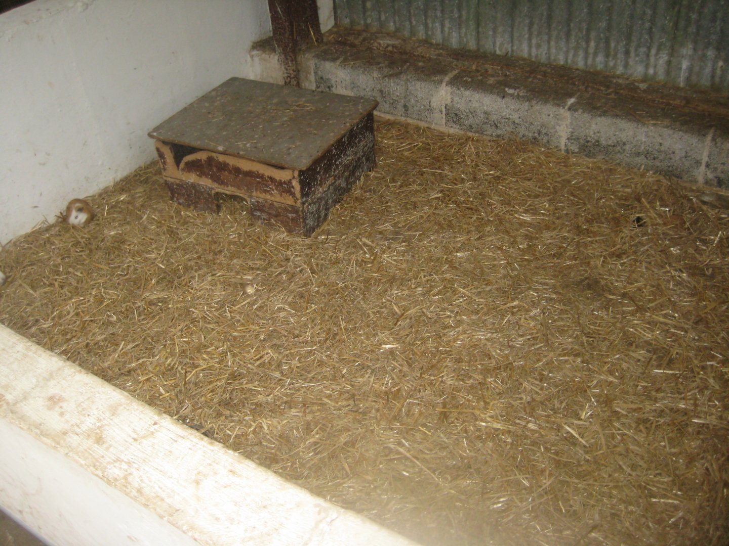 Enghave Dyre- og Naturpark - Petting stable - Guinea pig exhibit #2
