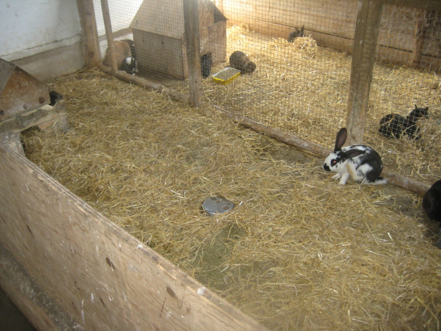 Enghave Dyre- og Naturpark - Petting stable - Rabbit exhibit #1