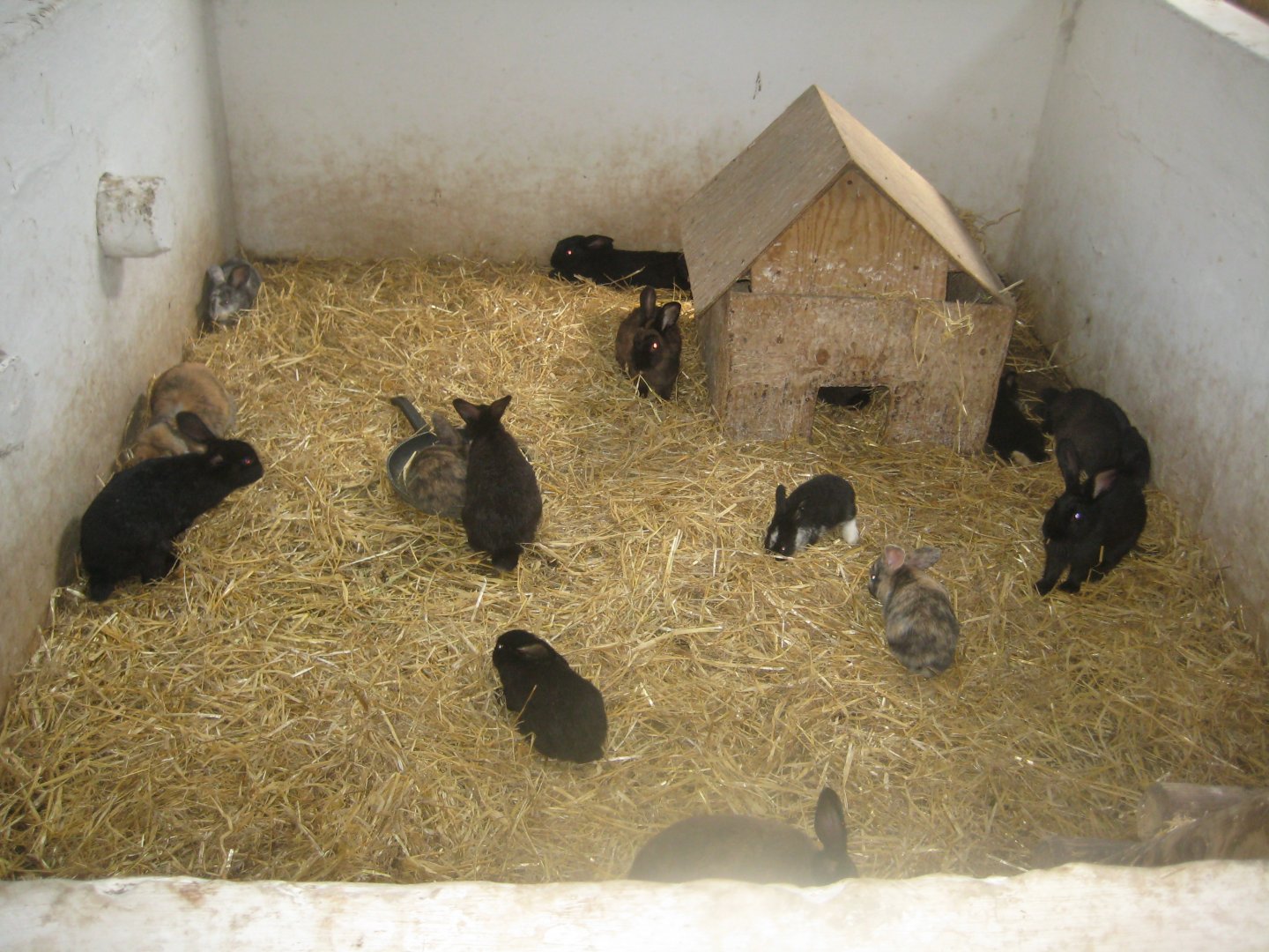 Enghave Dyre- og Naturpark - Petting stable - Rabbit exhibit #2