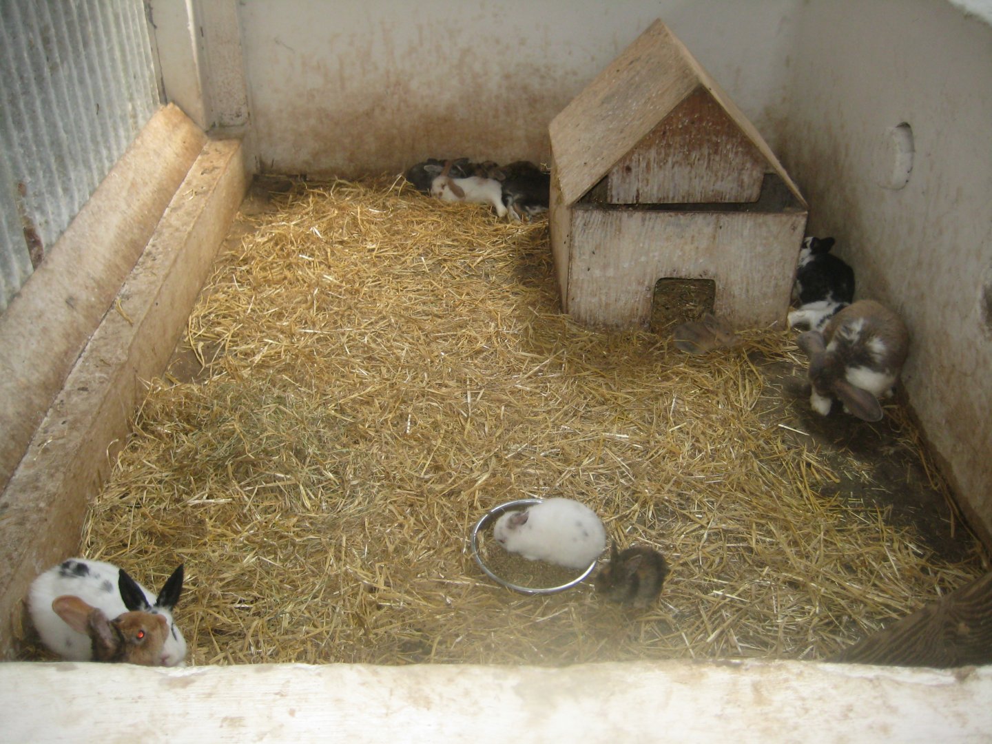 Enghave Dyre- og Naturpark - Petting stable - Rabbit exhibit #3
