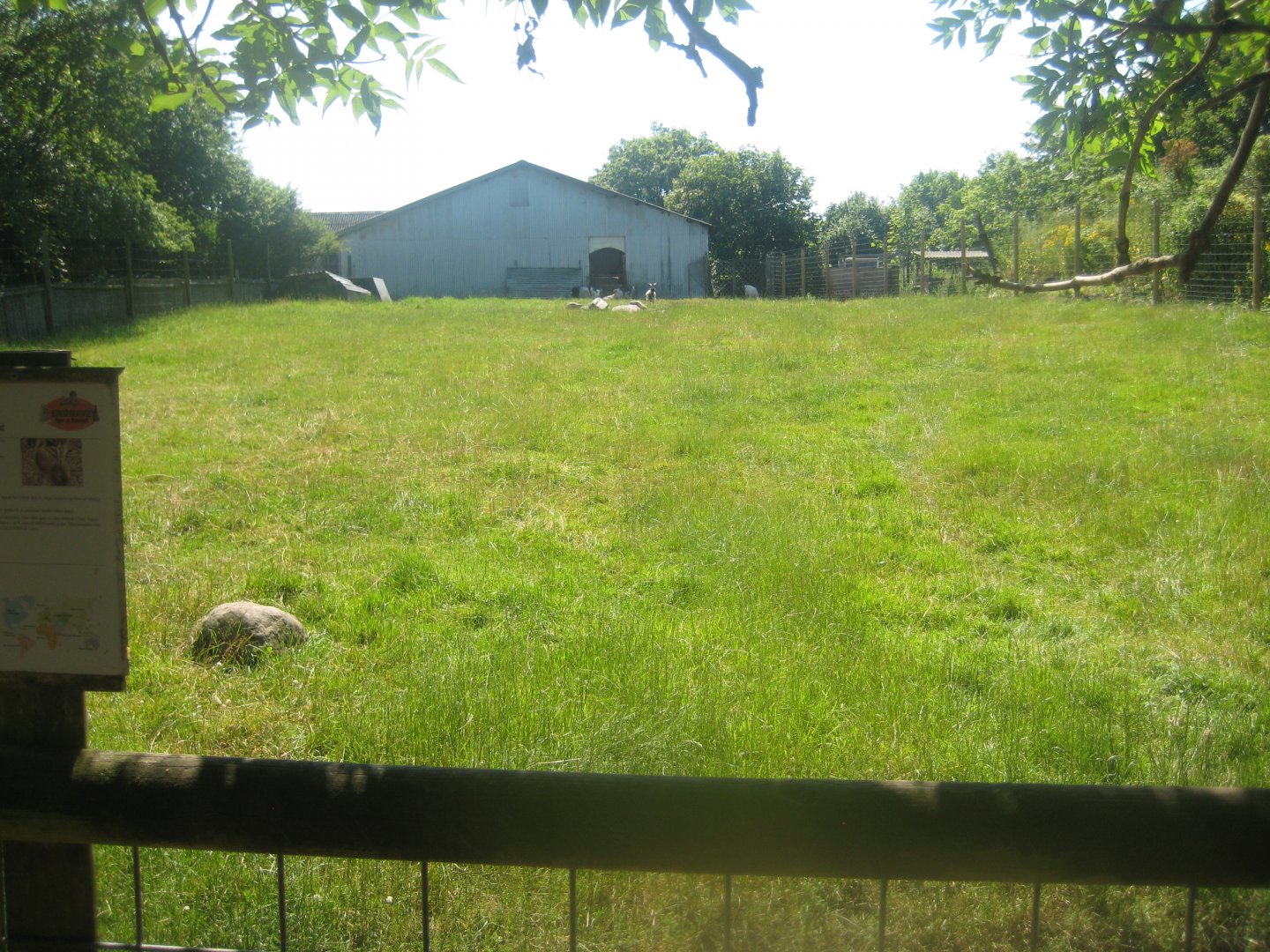 Enghave Dyre- og Naturpark - Pygmy goat exhibit