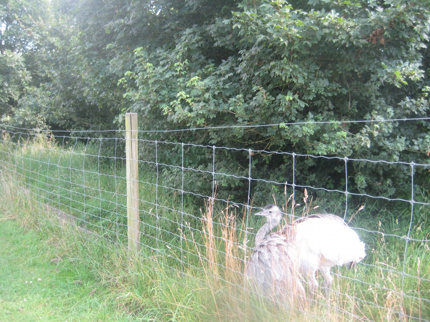 Enghave Dyre- og Naturpark - Rhea exhibit