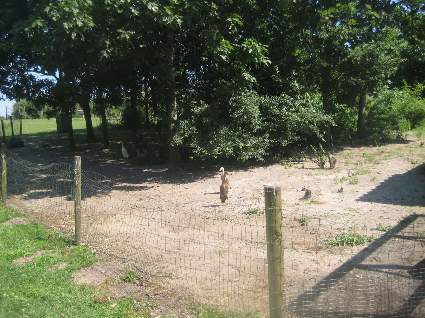 Enghave Dyre- og Naturpark - Runner duck exhibit
