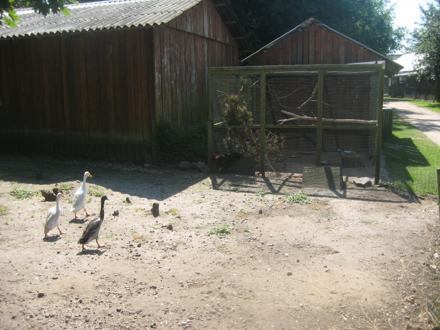 Enghave Dyre- og Naturpark - Runner duck exhibit