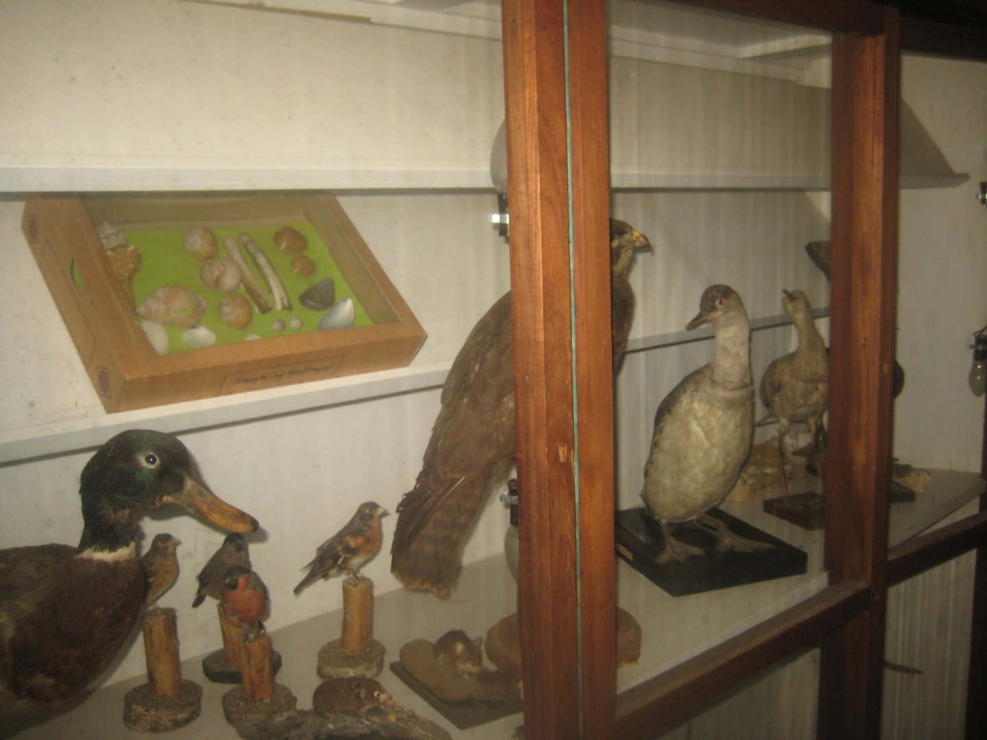 Enghave Dyre- og Naturpark - Taxidermy collection