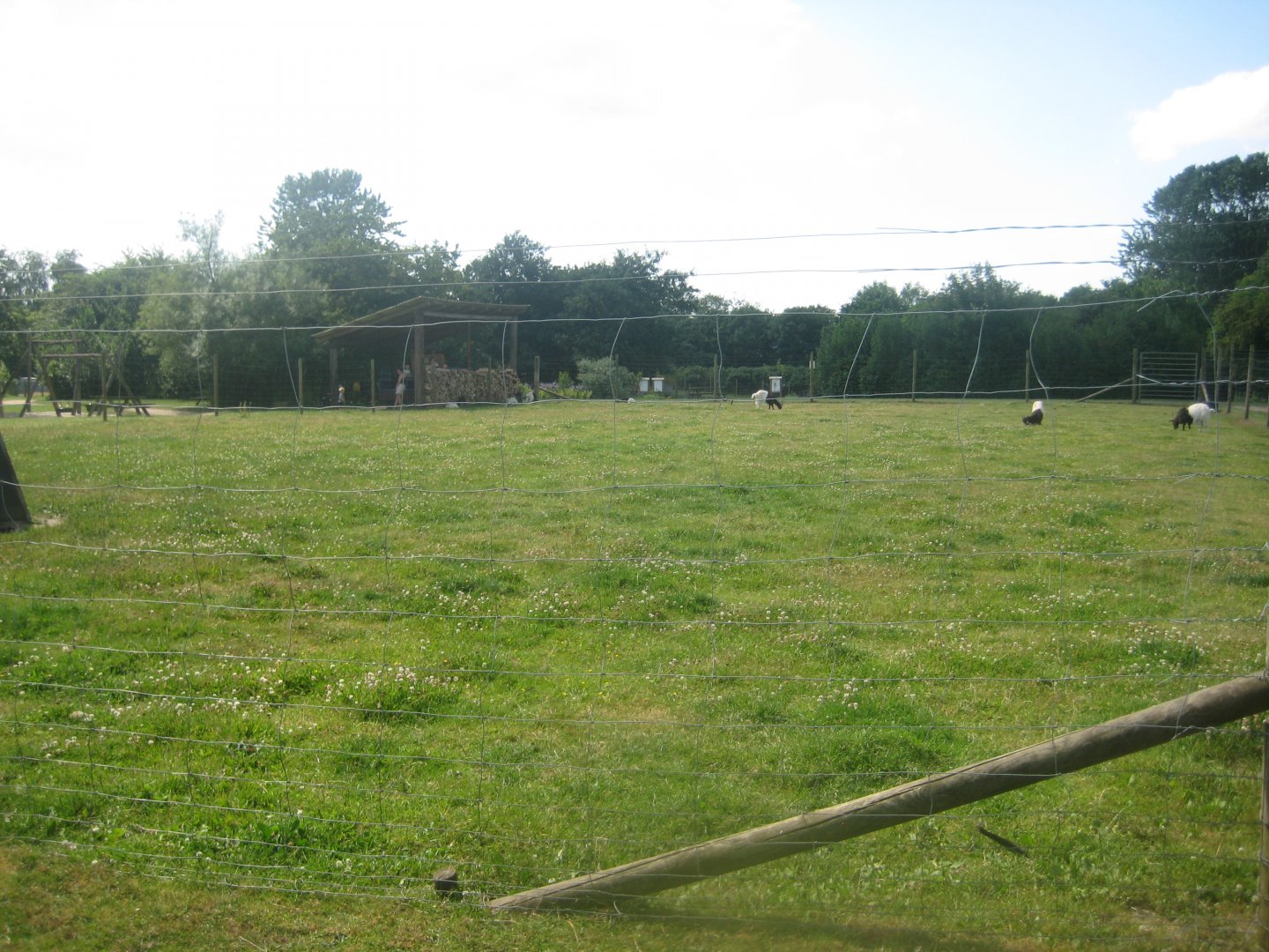 Enghave Dyre- og Naturpark - Valais blackneck goat exhibit