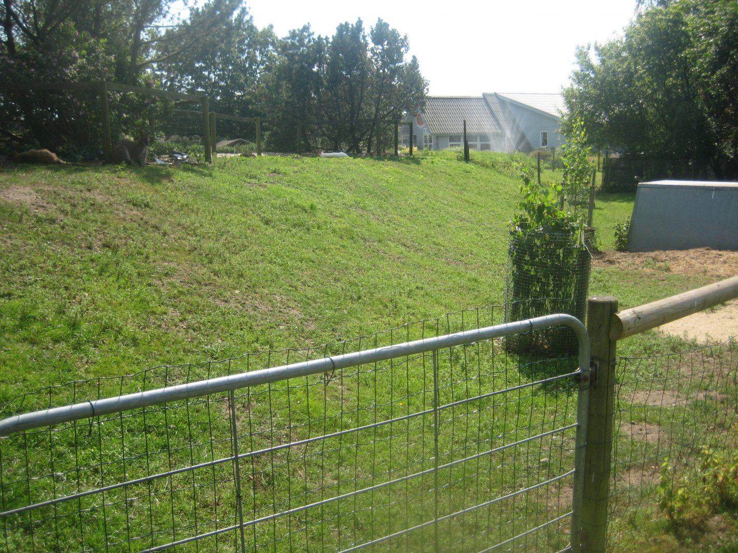 Enghave Dyre- og Naturpark - Wallaby exhibit