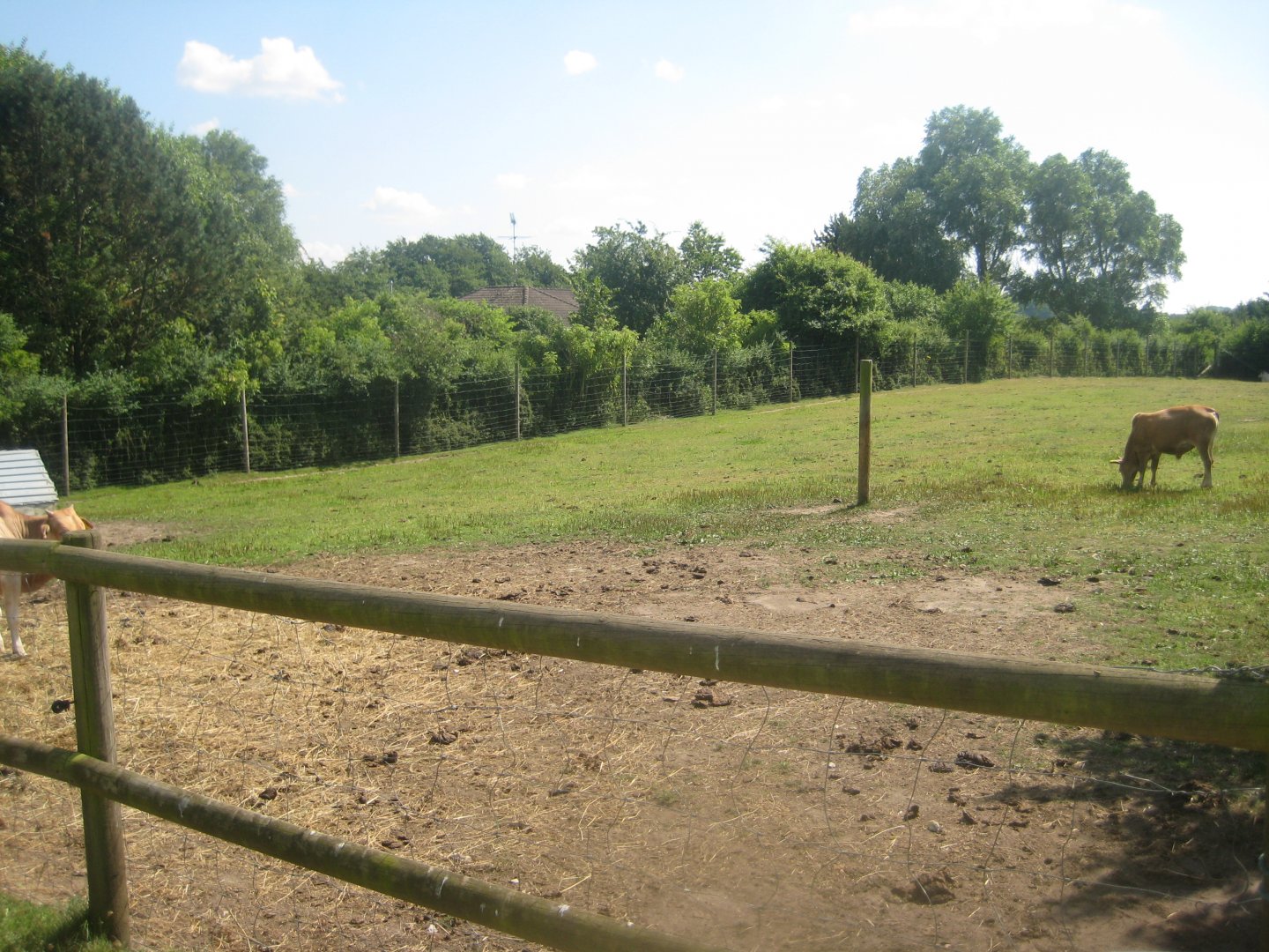Enghave Dyre- og Naturpark - Zebu exhibit