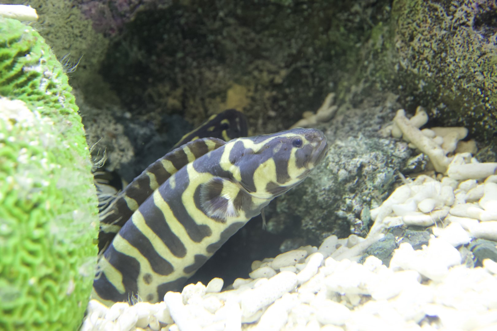 Engineer Goby/ Pholidichthys leucotaenia