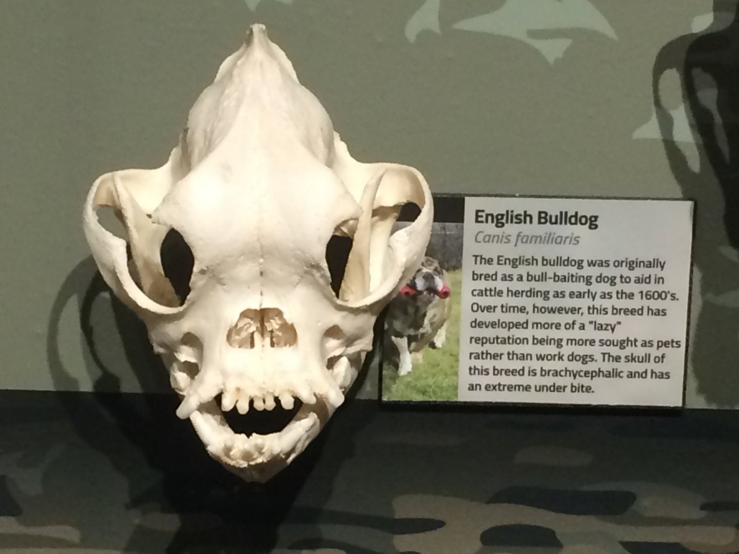 English Bulldog Skull