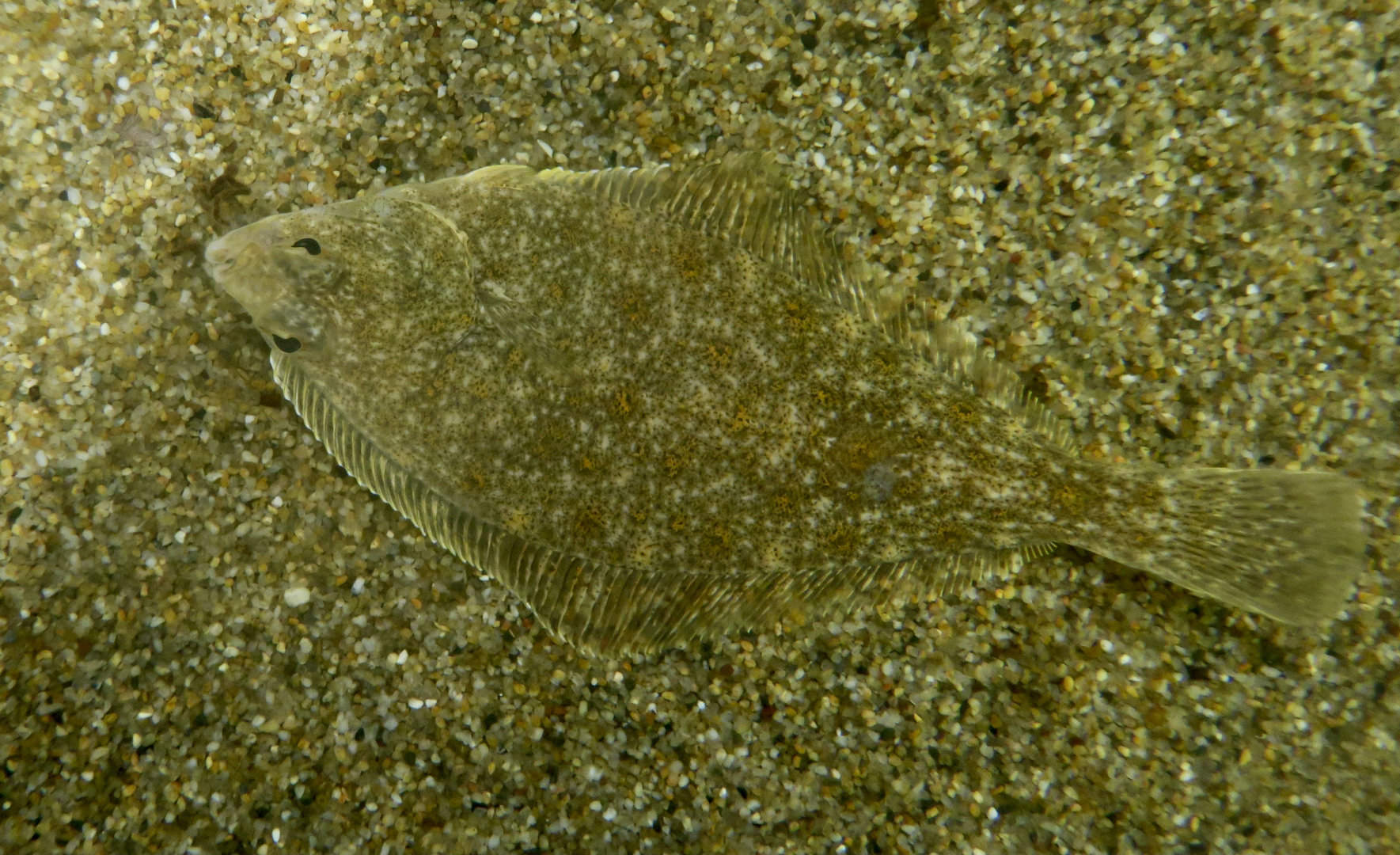 English Sole (Parophrys vetulus)