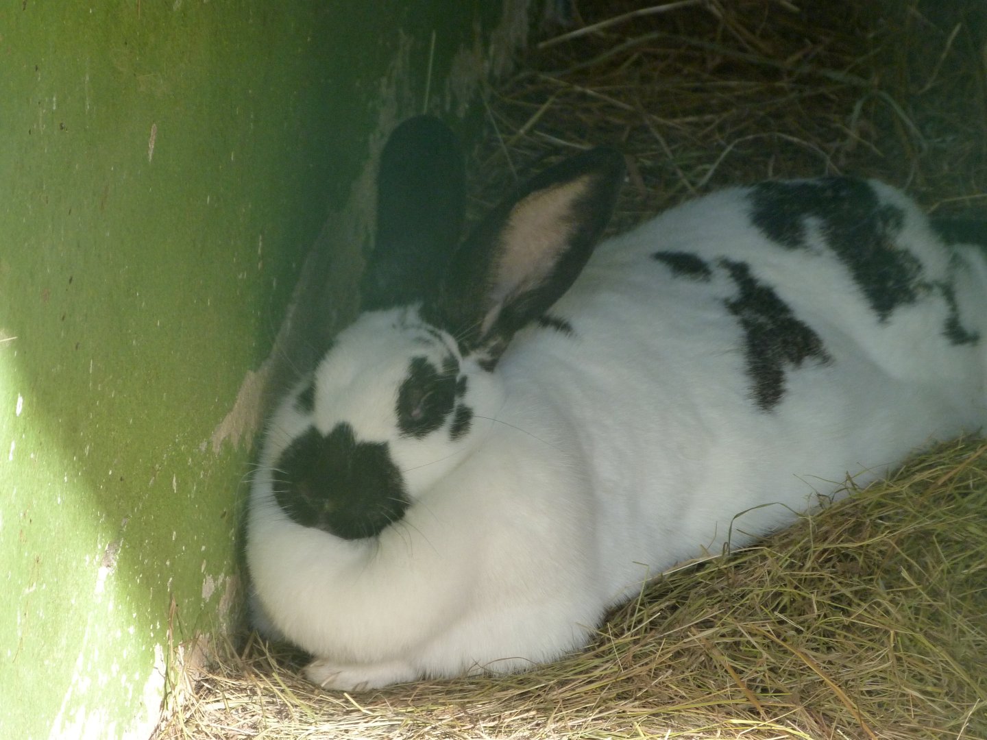 English spot rabbit -Zoo de Santillana del Mar (2024)