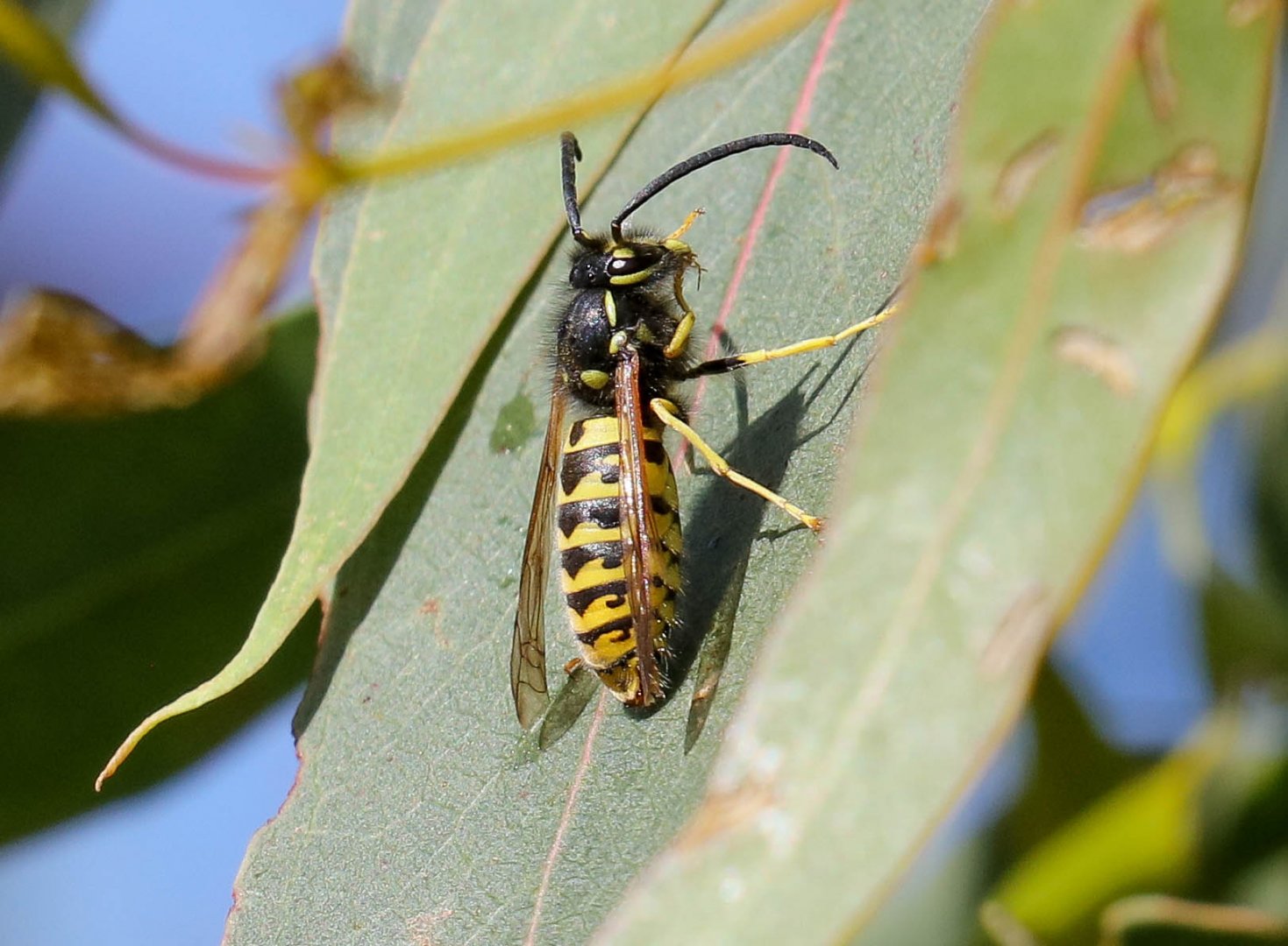 English Wasp (Vespula vulgaris)