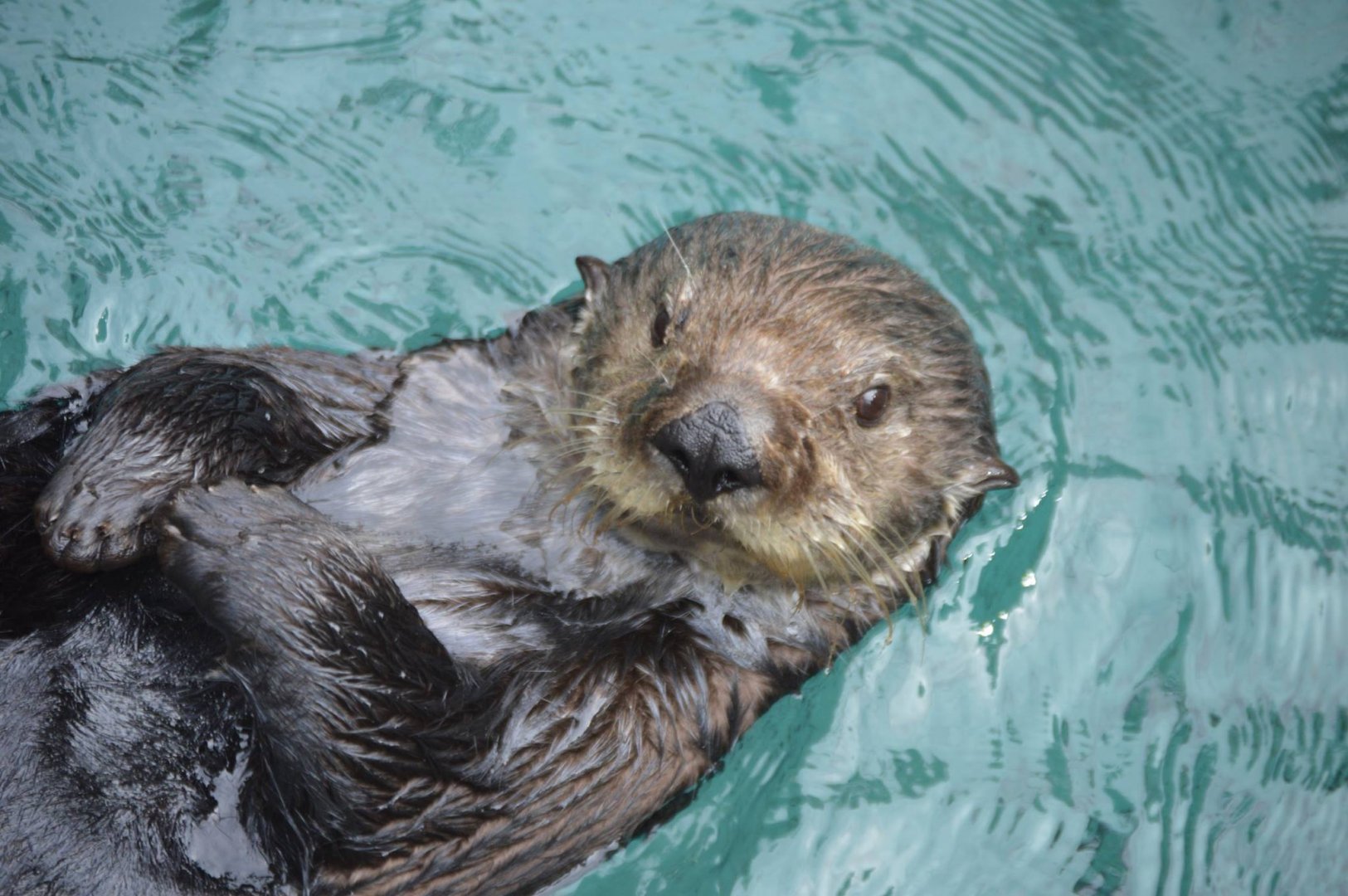 Enhydra lutris nereis