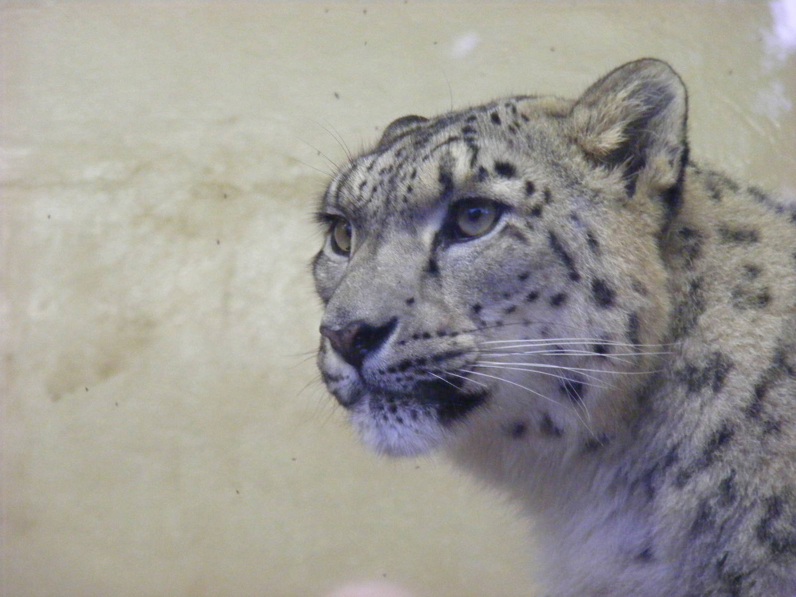 Enif the snow leopard at Banham Zoo, 14 September 2010
