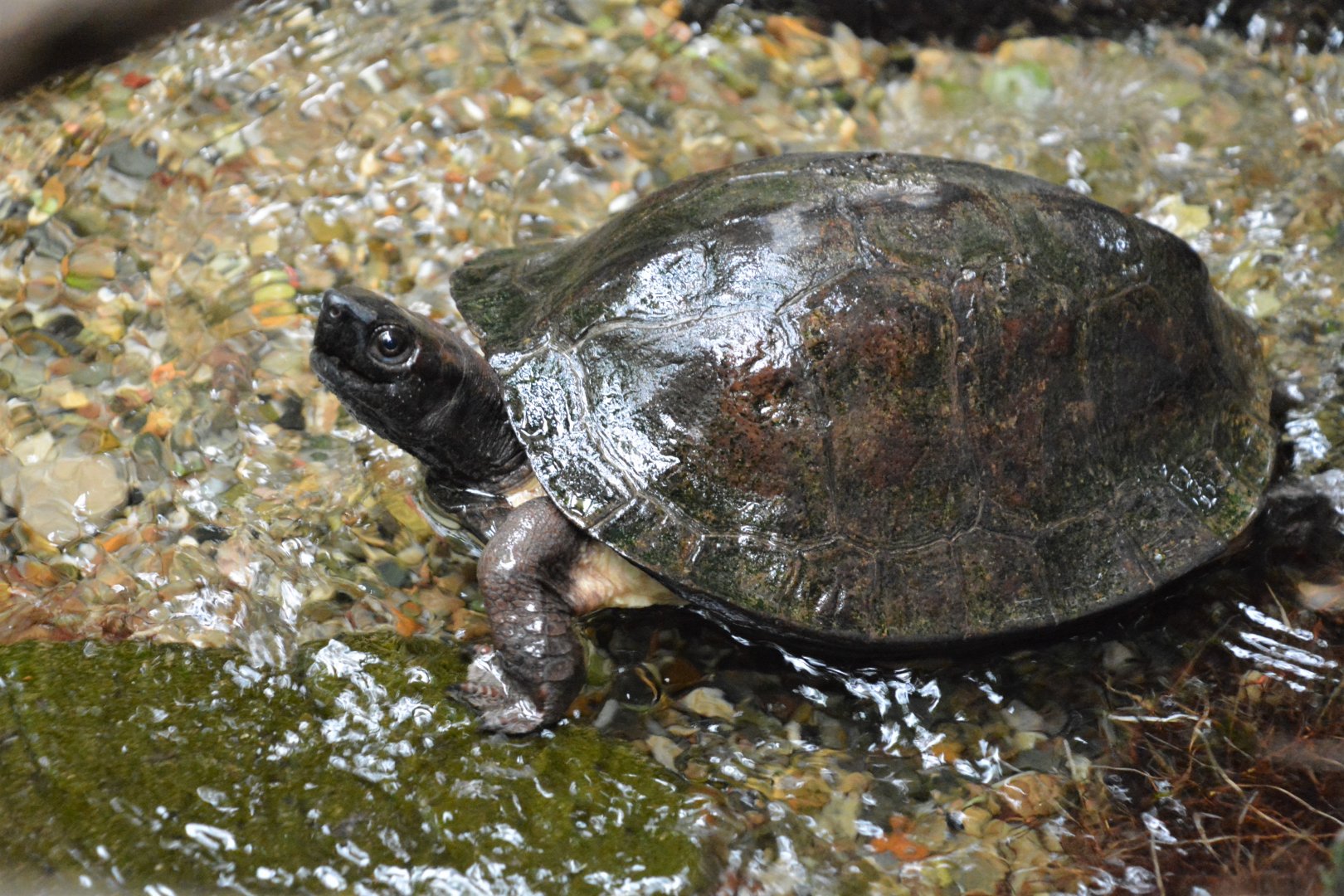 Enigmatic leaf turtle (Cyclemys enigmatica)