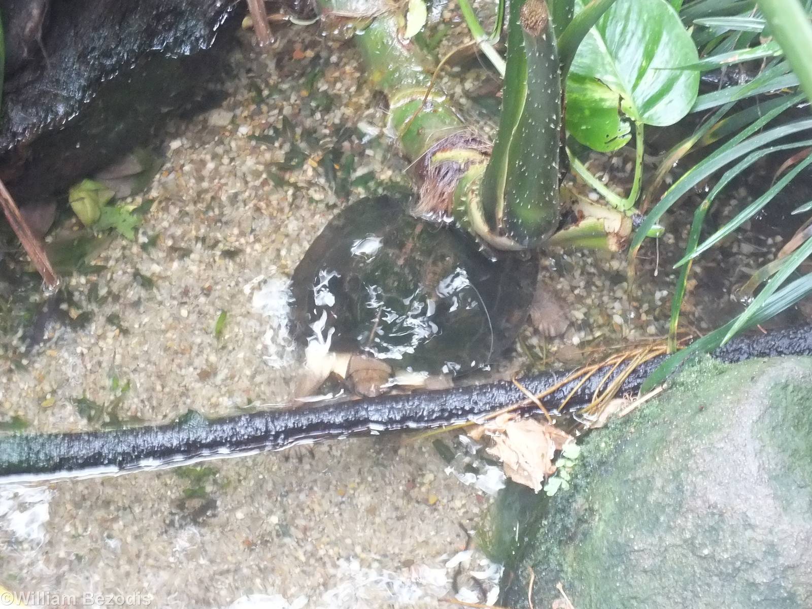 Enigmatic Leaf Turtle