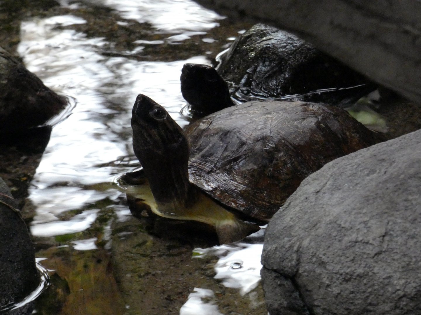 Enigmatic leaf turtle