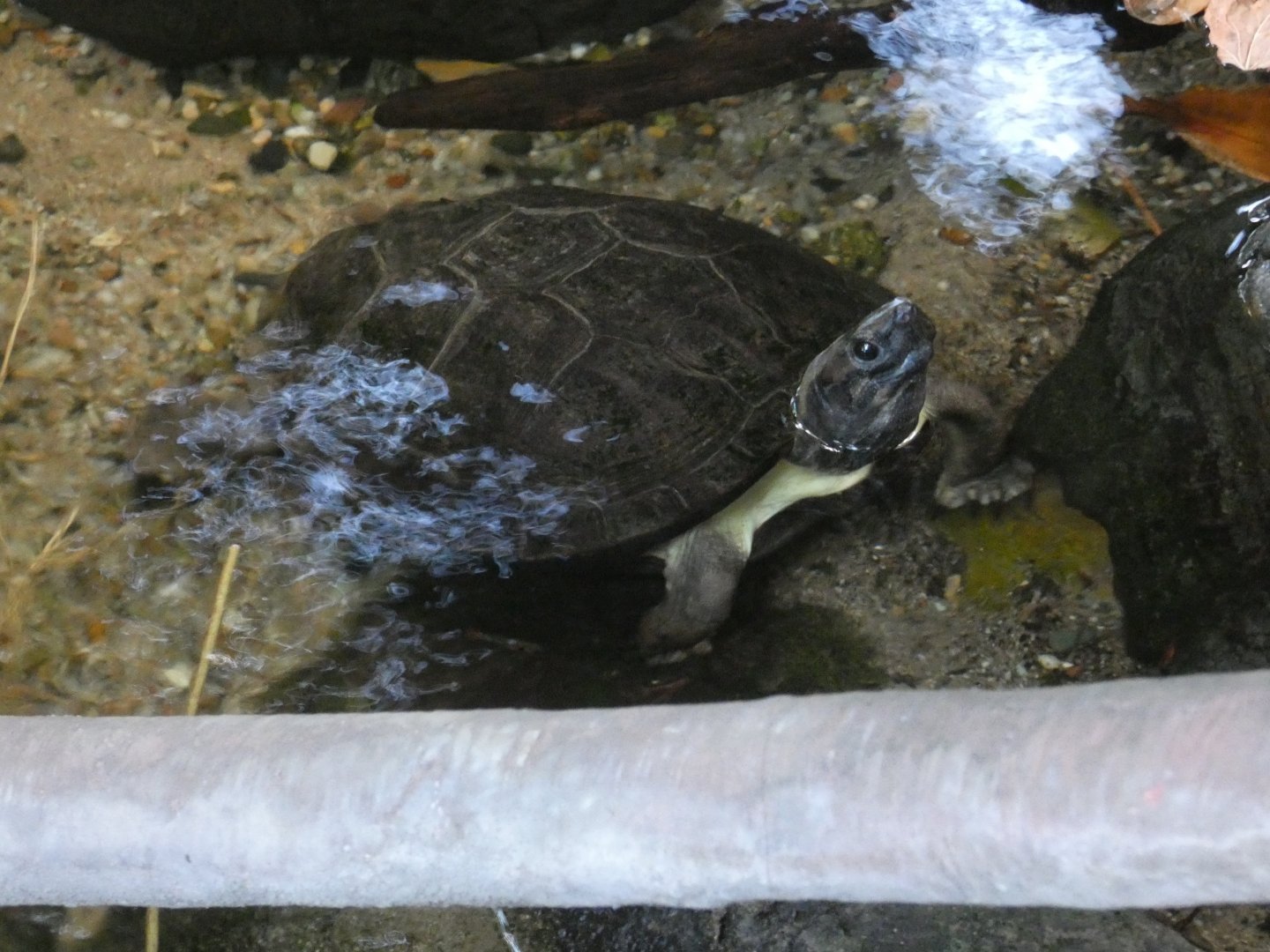 Enigmatic leaf turtle