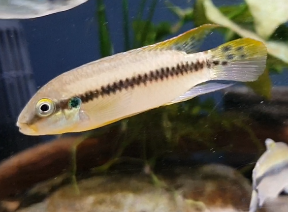 Enigmatochromis lucanusi