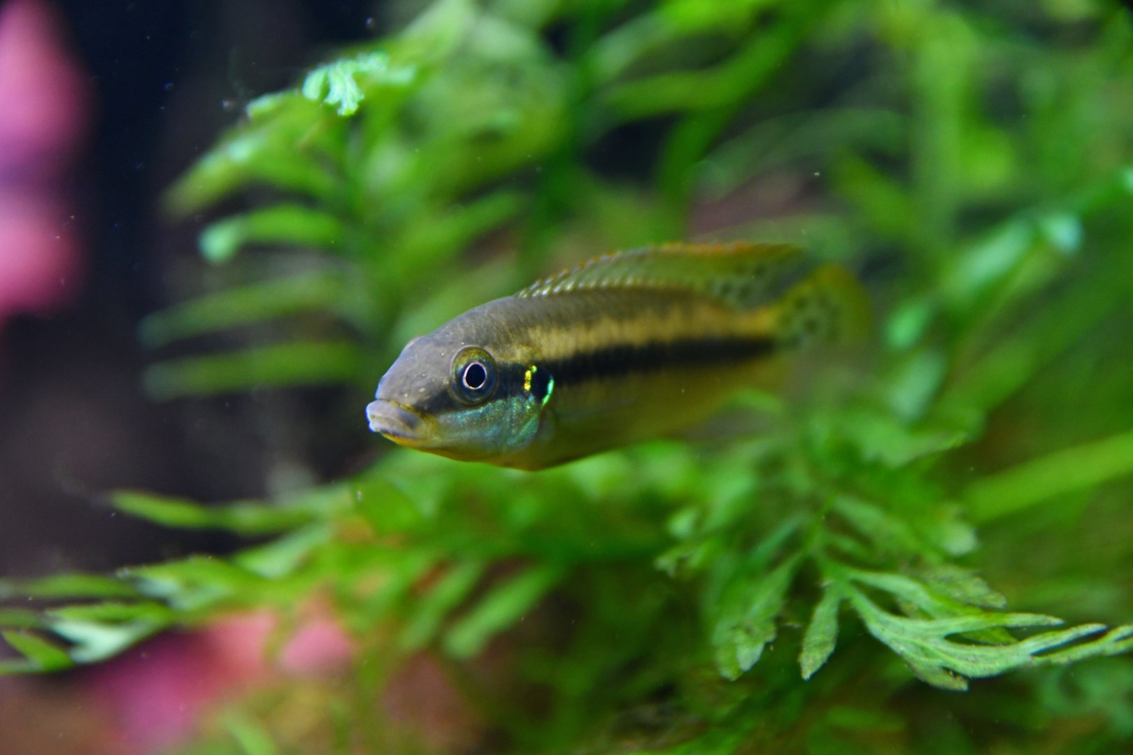 Enigmatochromis lucanusi