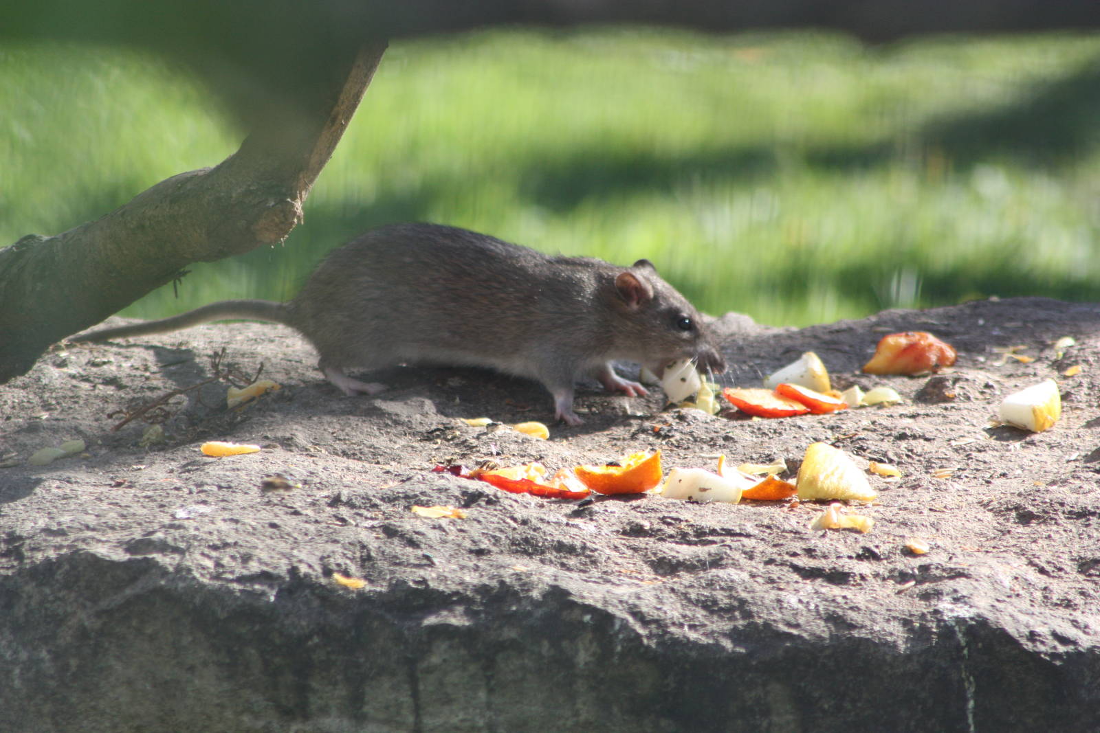 Enjoy it while you can, 4th August 2014