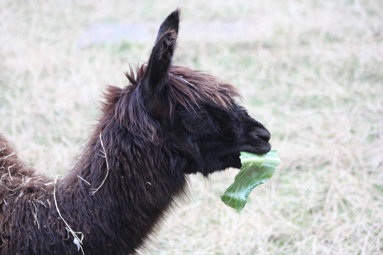 Enjoying a cabbage leaf, 25th August 2014