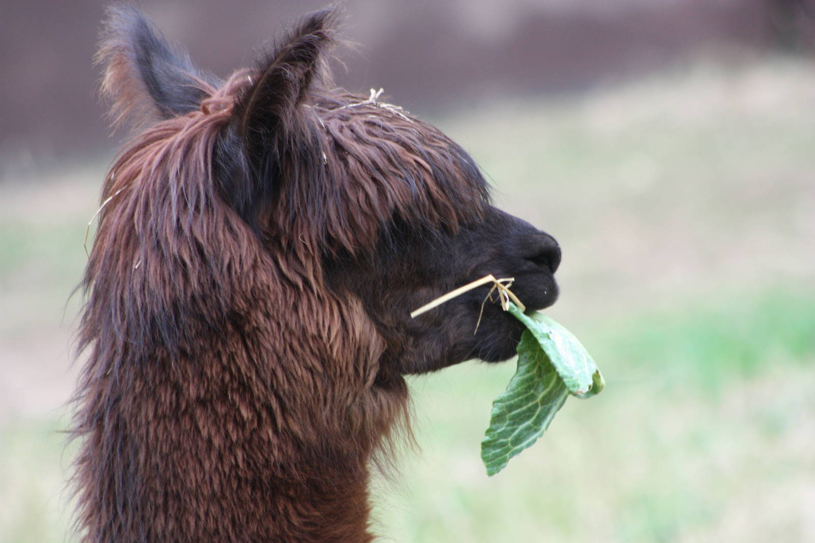 Enjoying a cabbage leaf, 25th August 2014