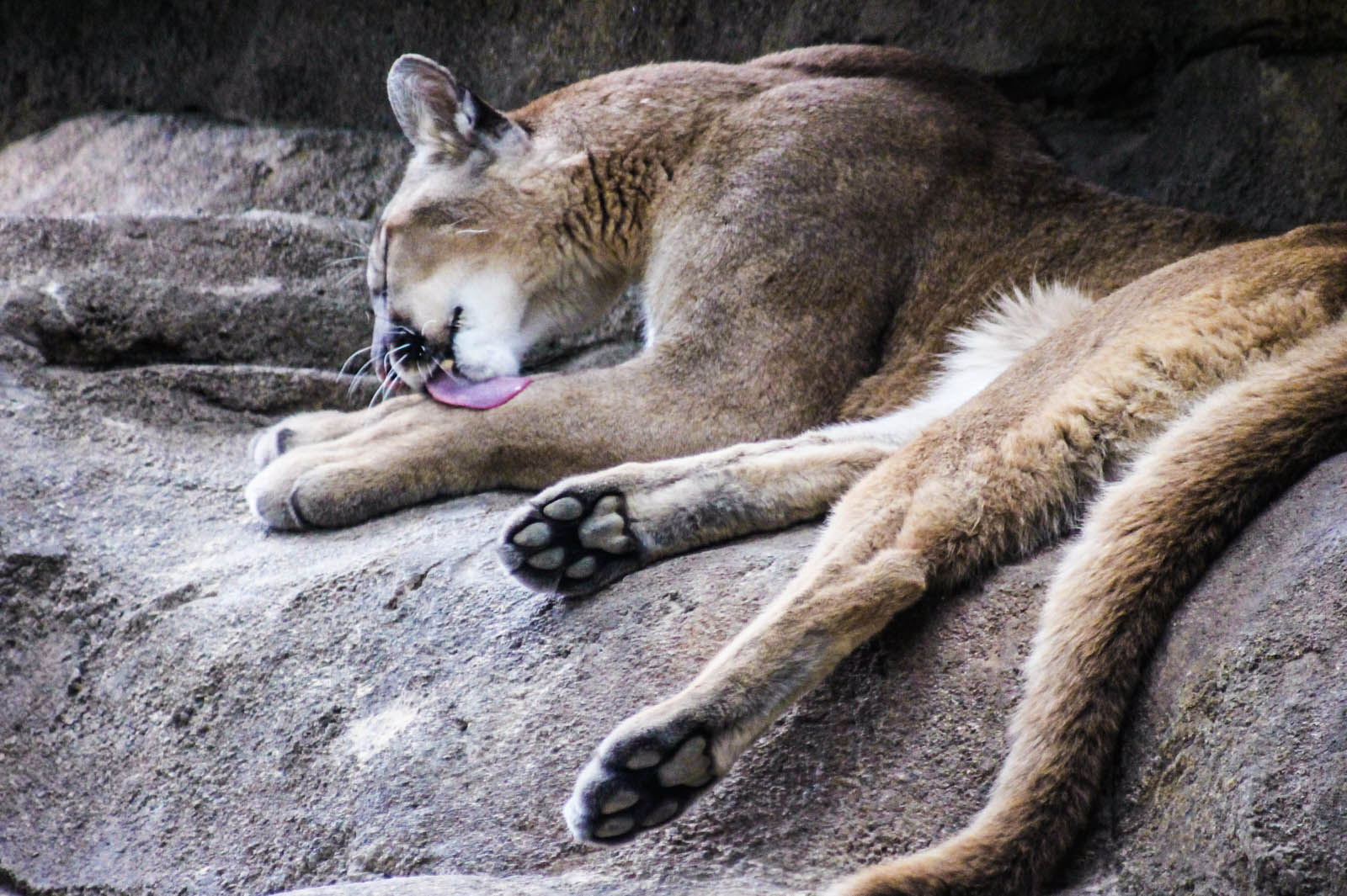 Enjoying a quiet bath (Cougar)