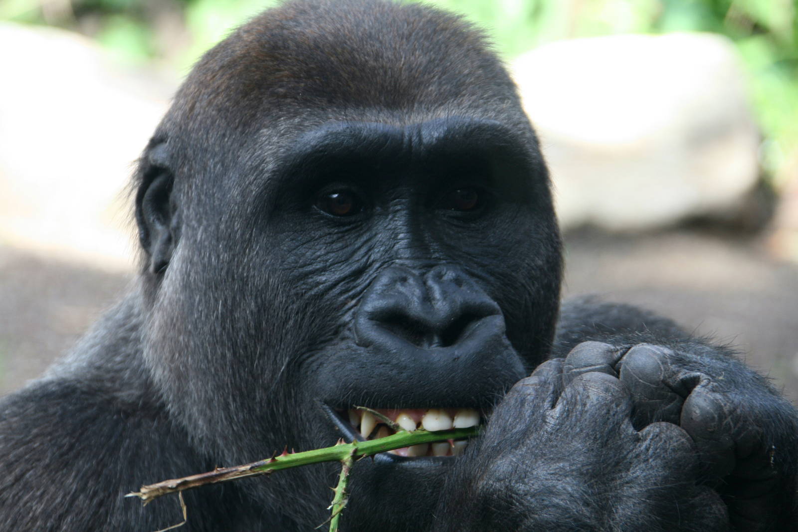 enjoying some Rubus fruticosus