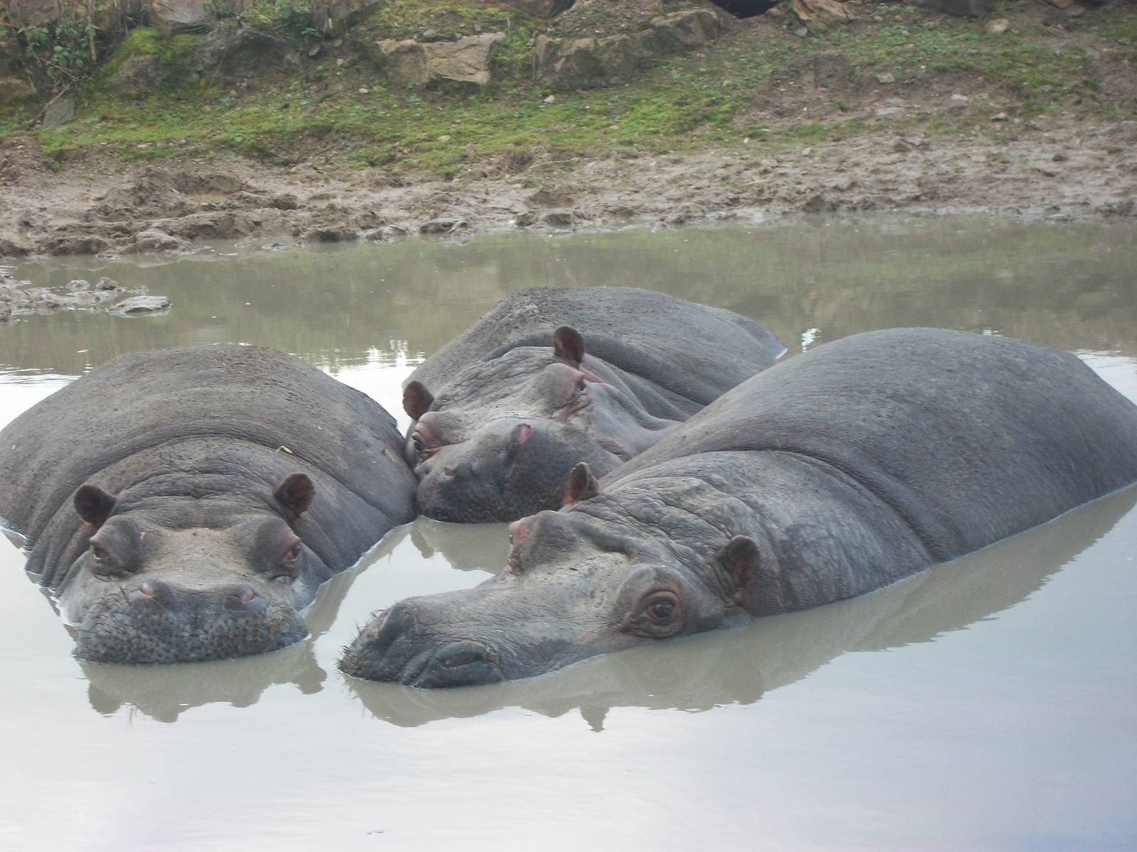 Enjoying the wallow 4th January 2013