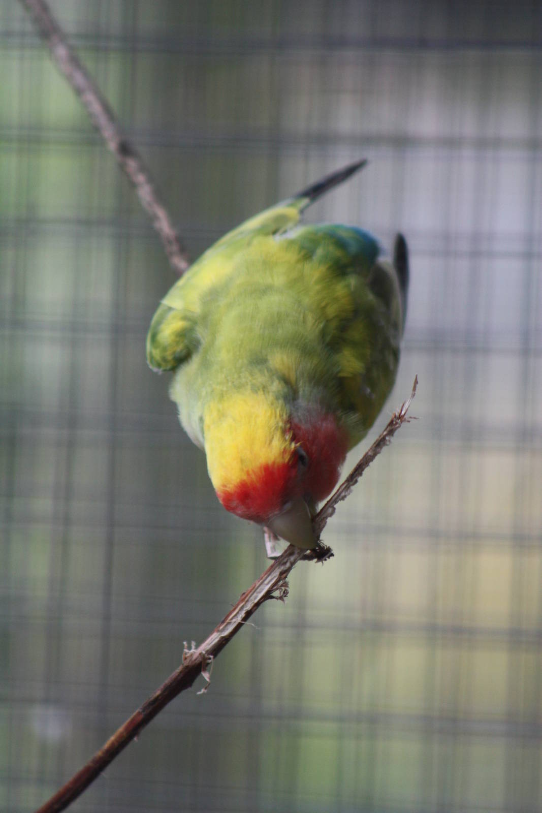 Enjoying the willow, 25th September 2014