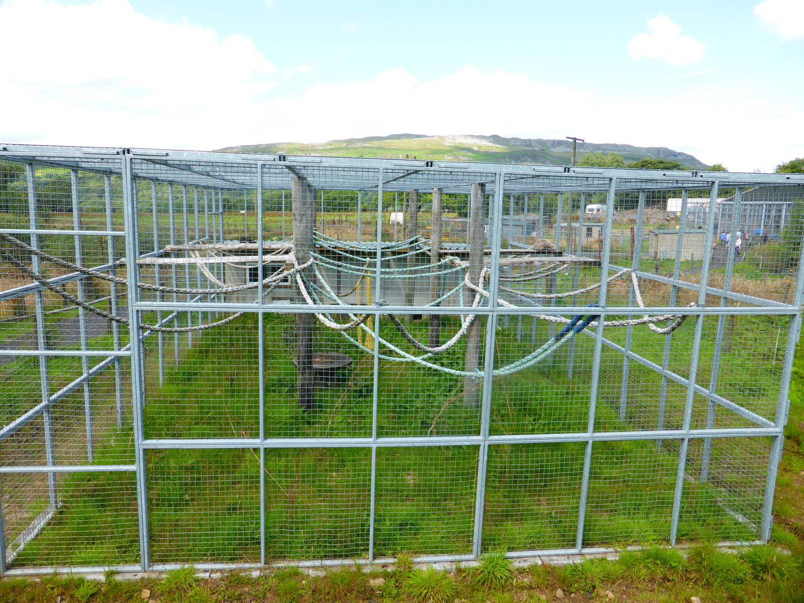 Enlarged gibbon outside enclosure .