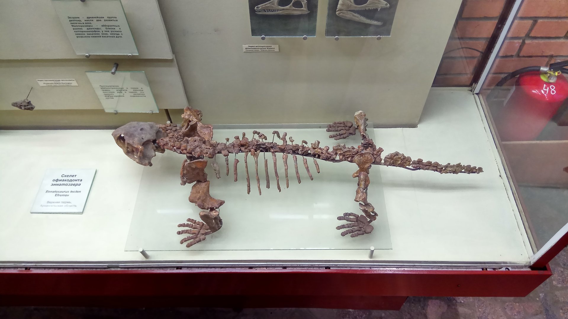 Ennatosaurus tecton skeleton