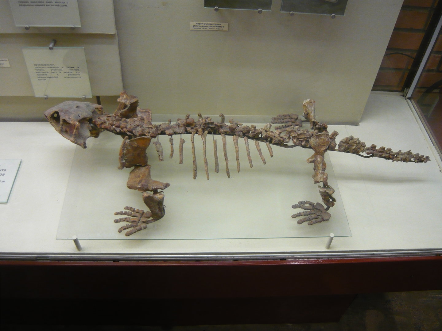 Ennatosaurus tecton skeleton