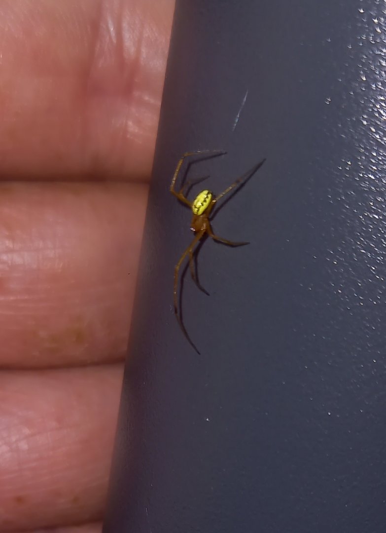 Enoplognatha latimana or E. ovata