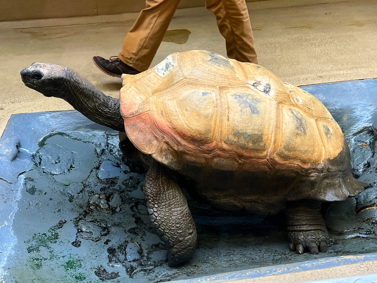 Enormous Aldabra Tortoise