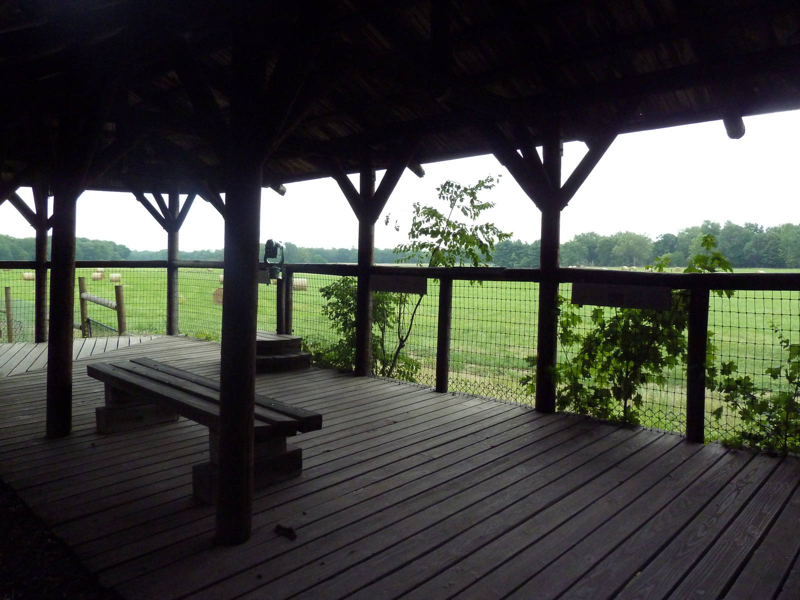 Enormous American Bison/Elk/White-Tailed Deer Exhibit