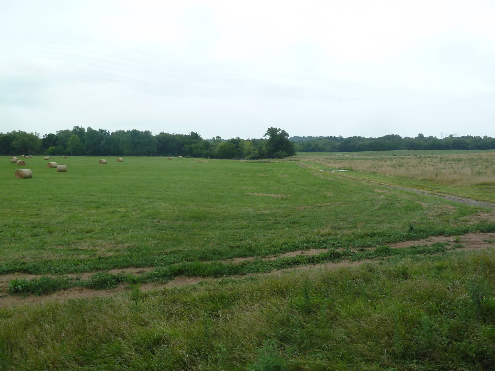Enormous American Bison/Elk/White-Tailed Deer Exhibit