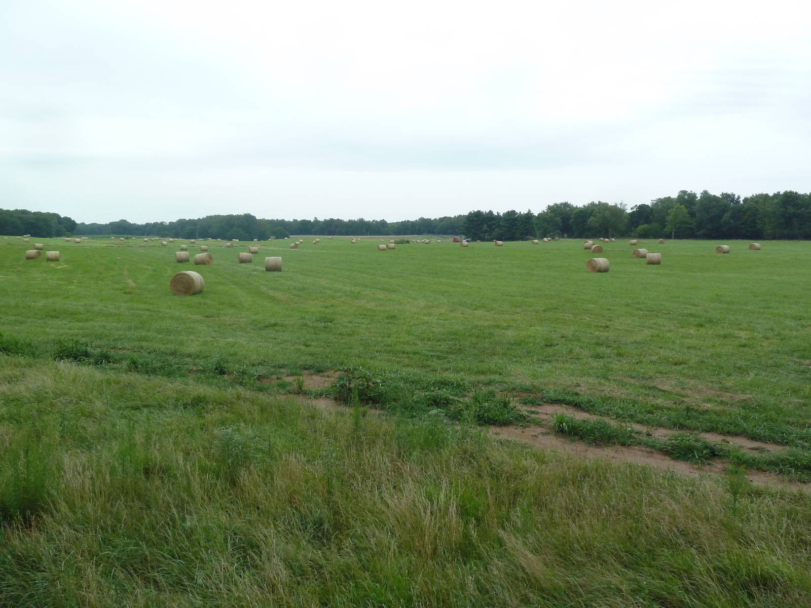 Enormous American Bison/Elk/White-Tailed Deer Exhibit