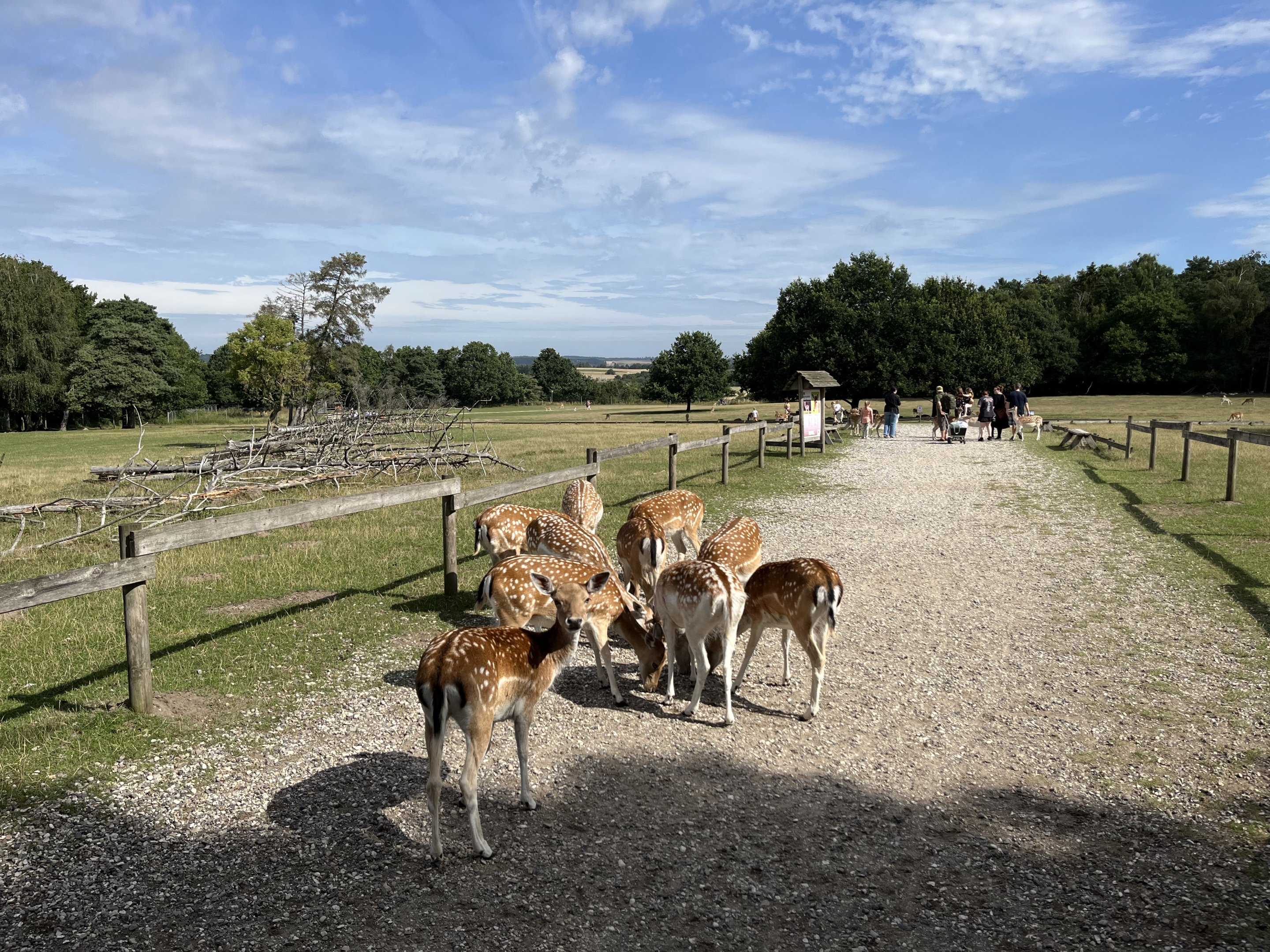 Enormous Fallow Deer Exhibit (75 deer?)