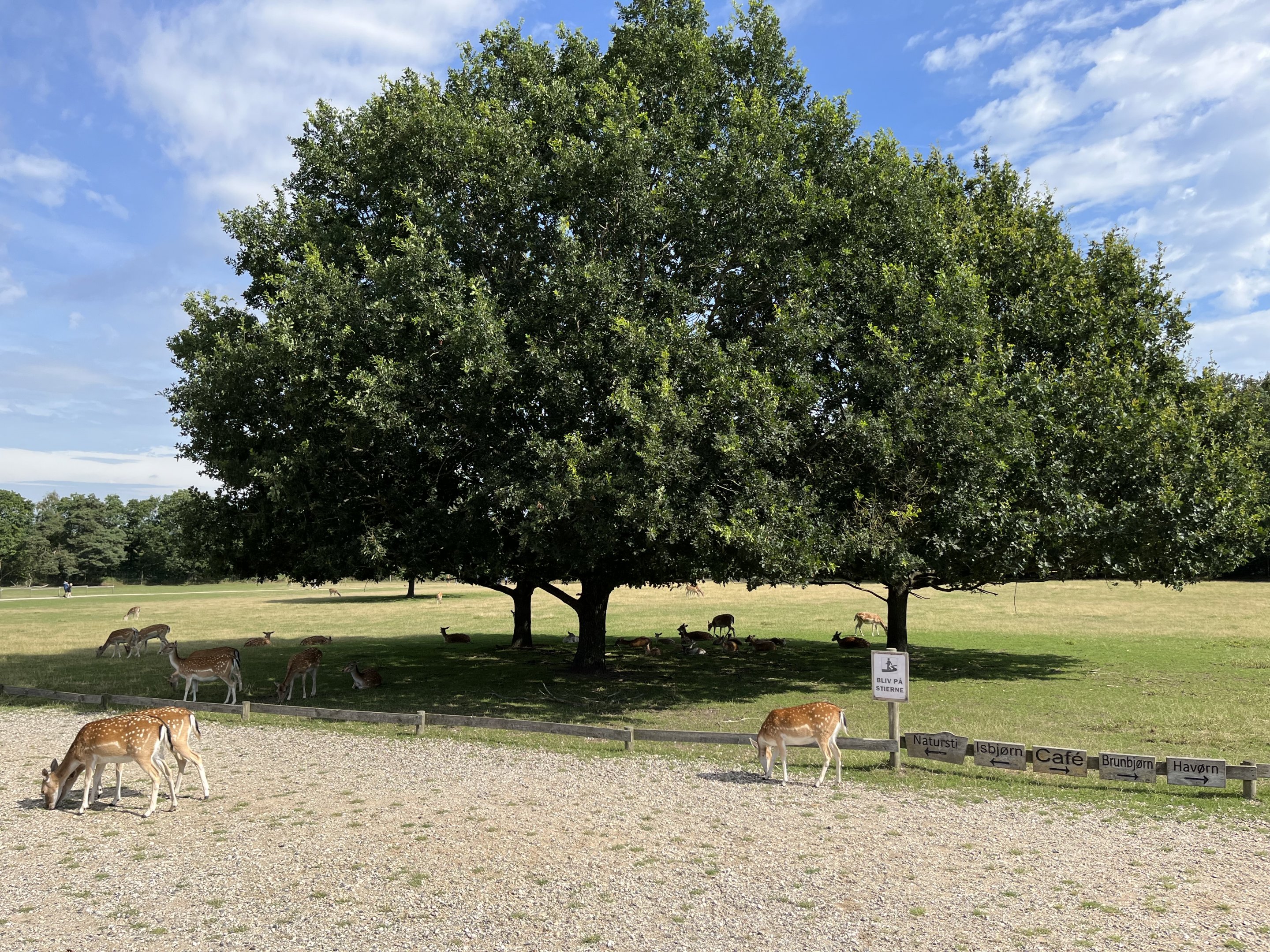 Enormous Fallow Deer Exhibit