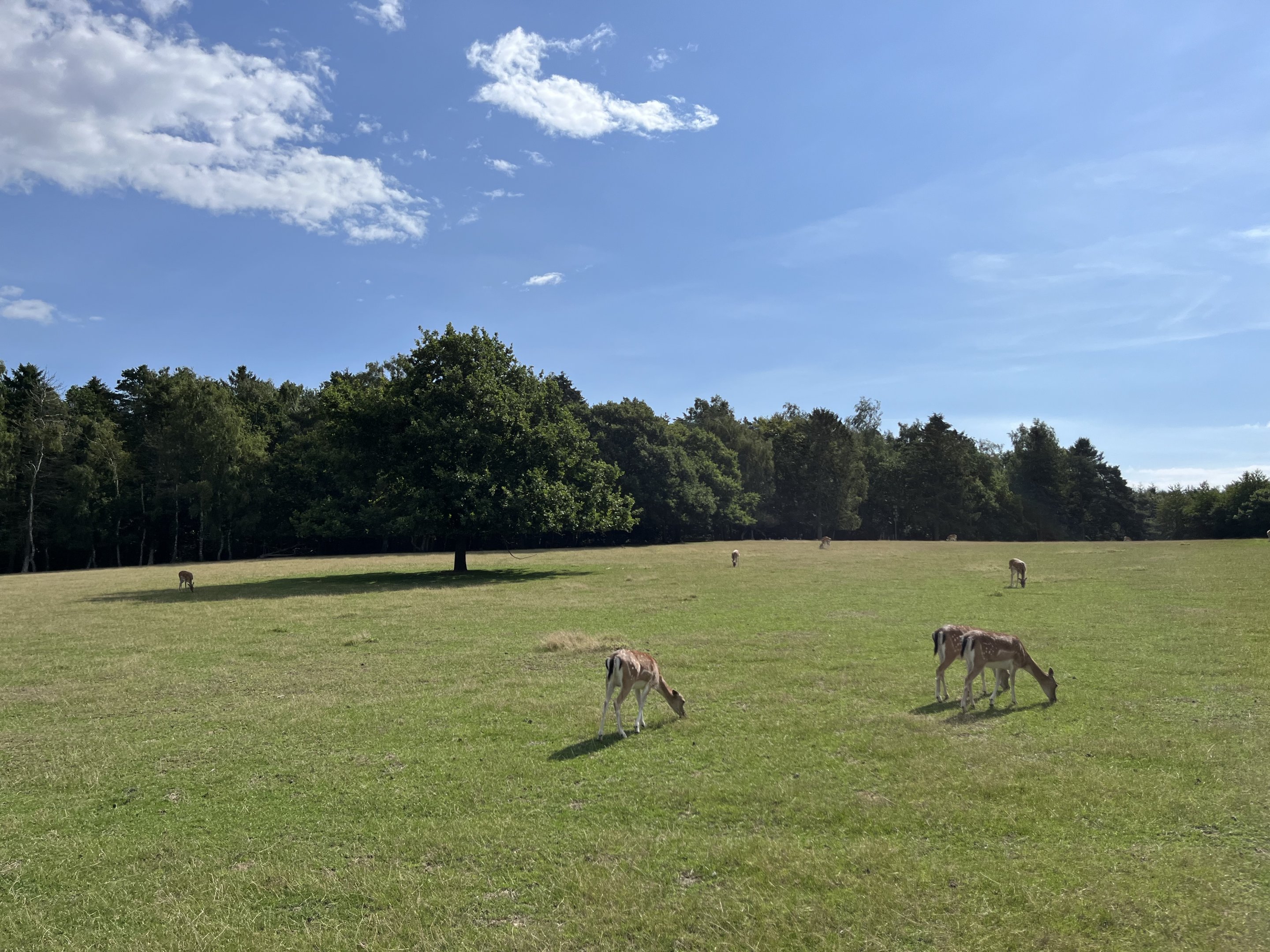 Enormous Fallow Deer Exhibit