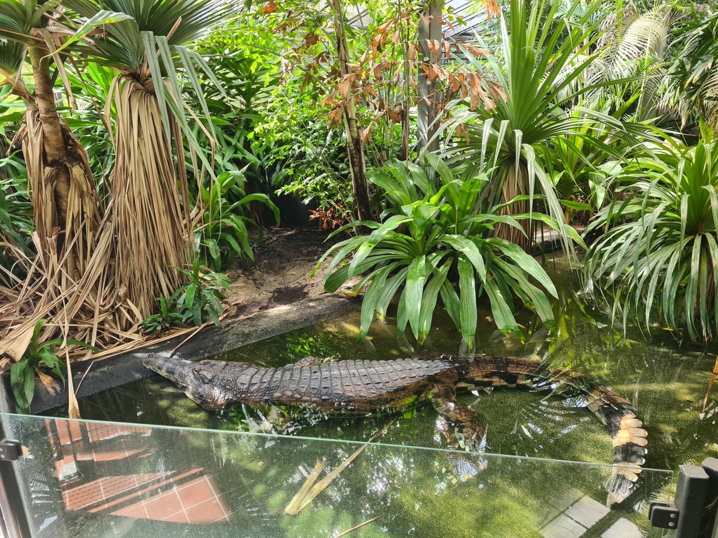 Enormous False Gharial