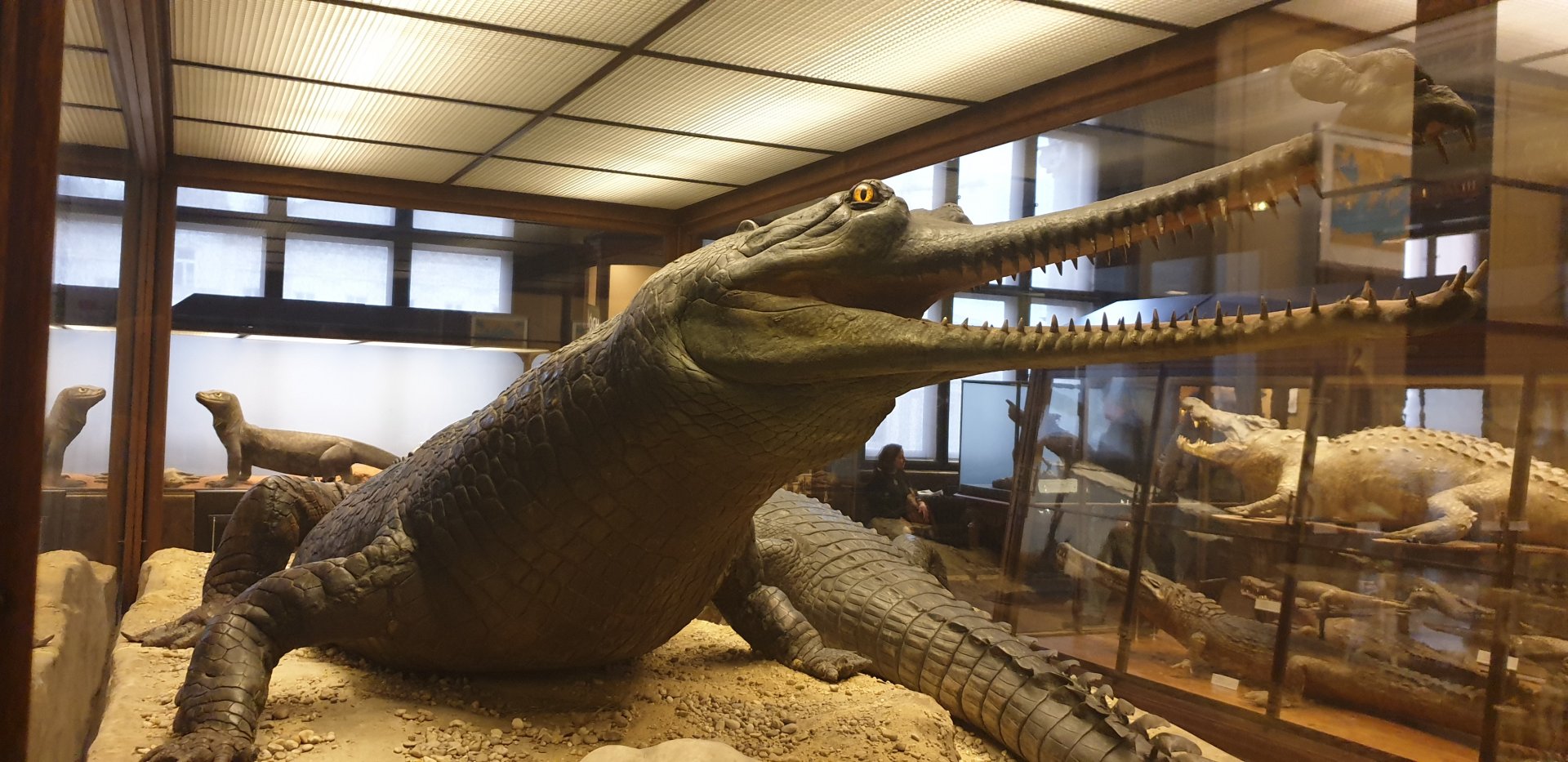 Enormous Gavial, Natural History Museum Vienna